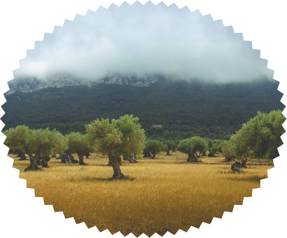 olive trees